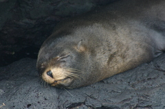 Arctocephalus galapagoensis