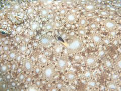 Synapturichthys kleinii