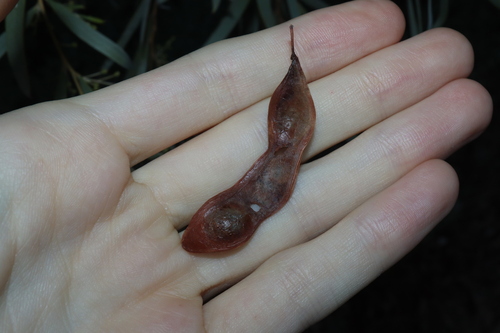 Image of Acacia pendula by (c) Thomas Mesaglio, some rights reserved (CC BY)