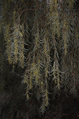 Image of Acacia pendula by (c) Thomas Mesaglio, some rights reserved (CC BY)