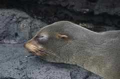 Arctocephalus galapagoensis