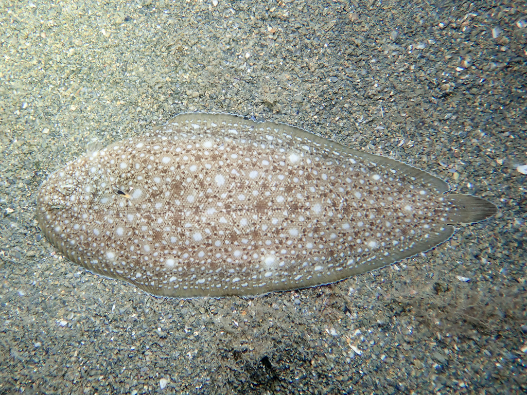 Klein's Sole