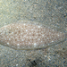 Synapturichthys kleinii - Photo (c) Julien Renoult, algunos derechos reservados (CC BY), uploaded by Julien Renoult