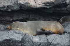 Arctocephalus galapagoensis