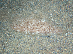 Synapturichthys kleinii