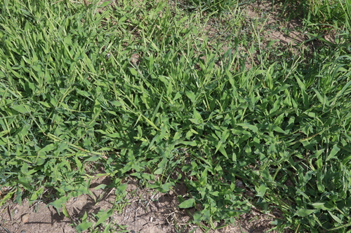 Urochloa panicoides, photograph 3