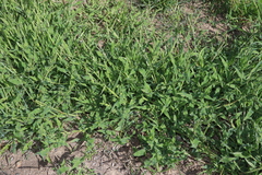 Urochloa panicoides, photograph (c) Thomas Mesaglio, some rights reserved (CC BY)