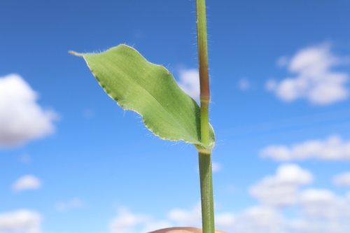 Urochloa panicoides, photograph 6