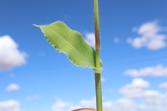 Urochloa panicoides, photograph (c) Thomas Mesaglio, some rights reserved (CC BY)