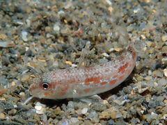 Mullus barbatus