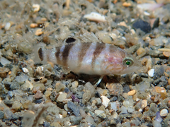 Serranus hepatus
