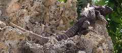 Ctenosaura oedirhina
