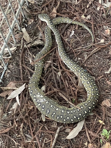 Diamond Python sighting