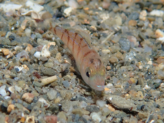 Pagellus erythrinus
