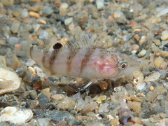 Serranus hepatus