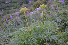 Molopospermum peloponnesiacum bauhinii