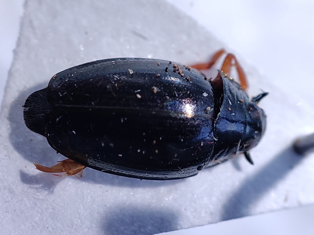 Gyrinus marinus
