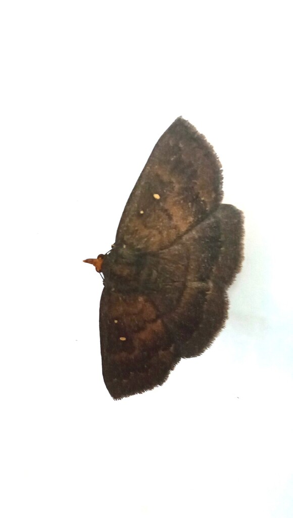 Calesia othello