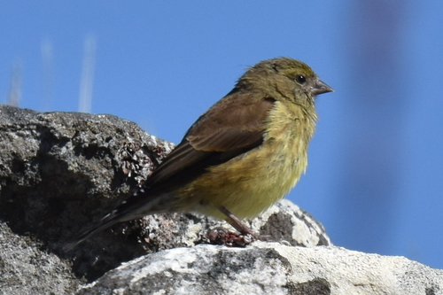 Cape Siskin (Crithagra totta), photo 9
