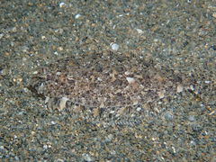 Thor's Scaldfish photo 5