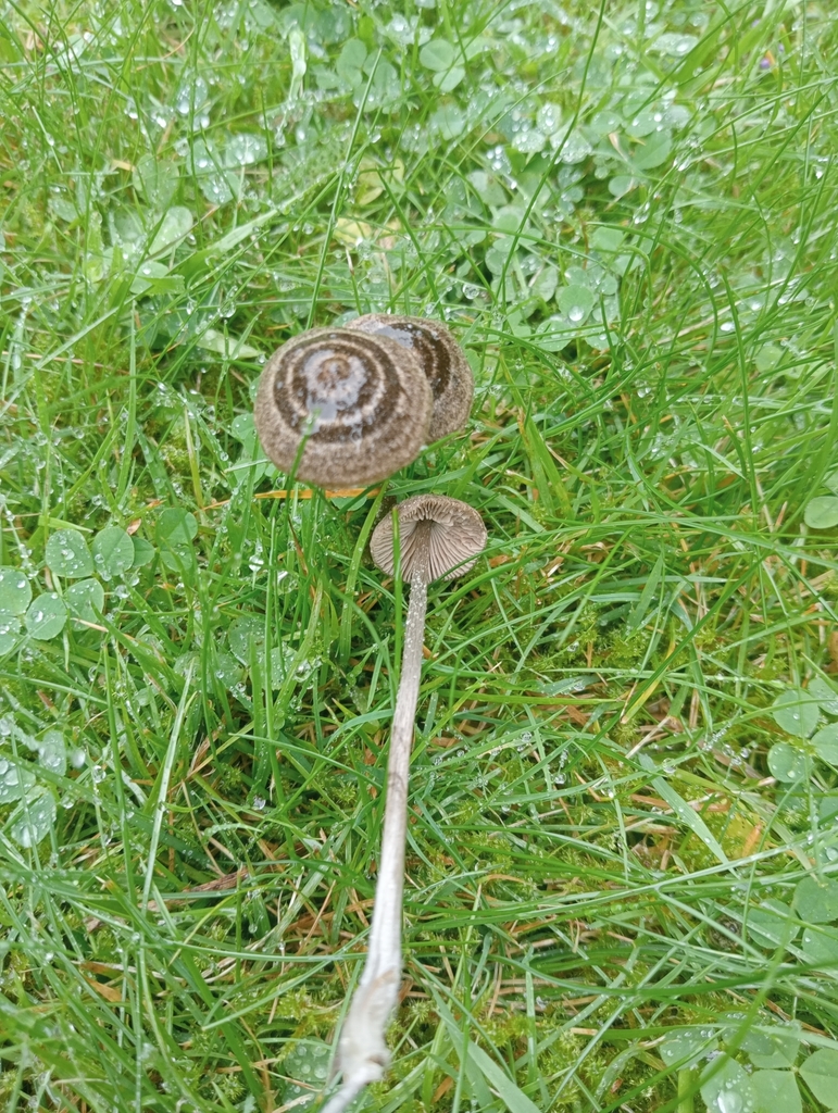 Entoloma perzonatum · March 2025 · photo: © john_barkla (iNaturalist, cc0)