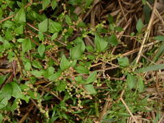 Oxybasis chenopodioides