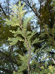Vachellia robusta robusta