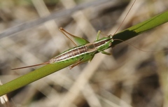Conocephalus bilineatus