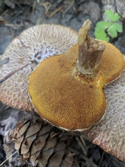 Suillus lakei