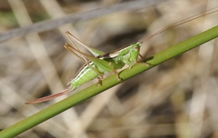 Conocephalus bilineatus