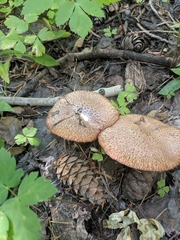 Suillus lakei