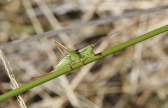 Conocephalus bilineatus