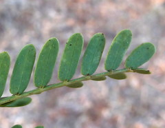 Vachellia robusta robusta