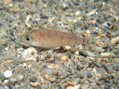 Pagellus erythrinus