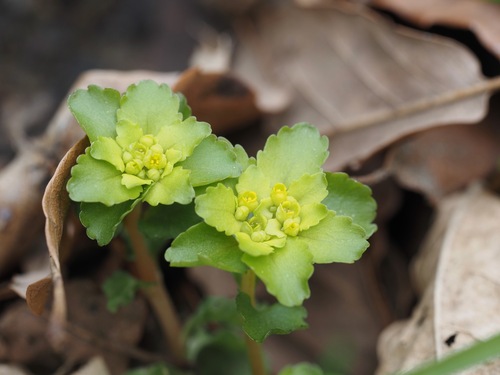 Gray’s golden saxifrage (Chrysosplenium grayanum)