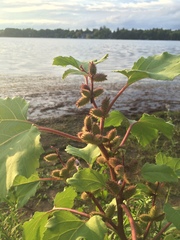 Xanthium strumarium canadense