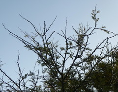 Vachellia robusta robusta