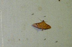 Prenesta scyllalis