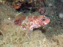 Gobius cruentatus