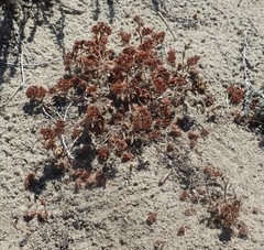 Chorizanthe howellii