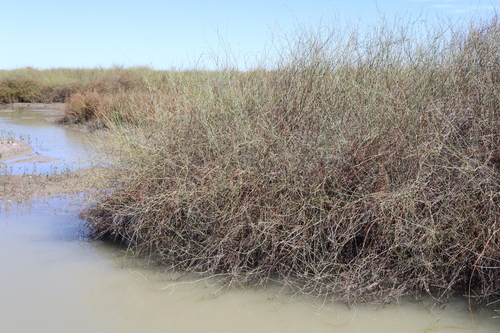 Image of Duma florulenta by (c) Thomas Mesaglio, some rights reserved (CC BY)