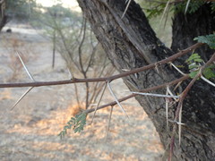 Vachellia robusta robusta