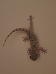Tarentola mauritanica