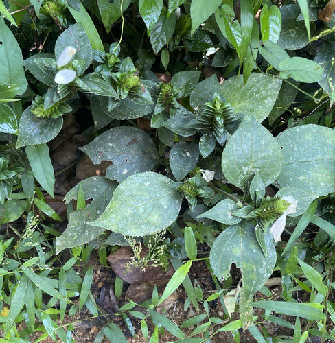 Strobilanthes zeylanica observed 2025-03-17