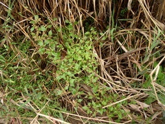 Oxybasis chenopodioides