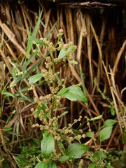 Oxybasis chenopodioides