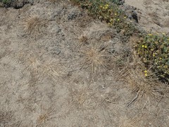 Agrostis blasdalei