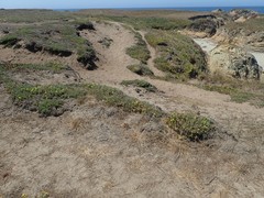 Agrostis blasdalei