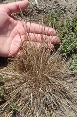 Agrostis blasdalei