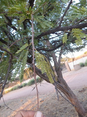 Vachellia robusta robusta